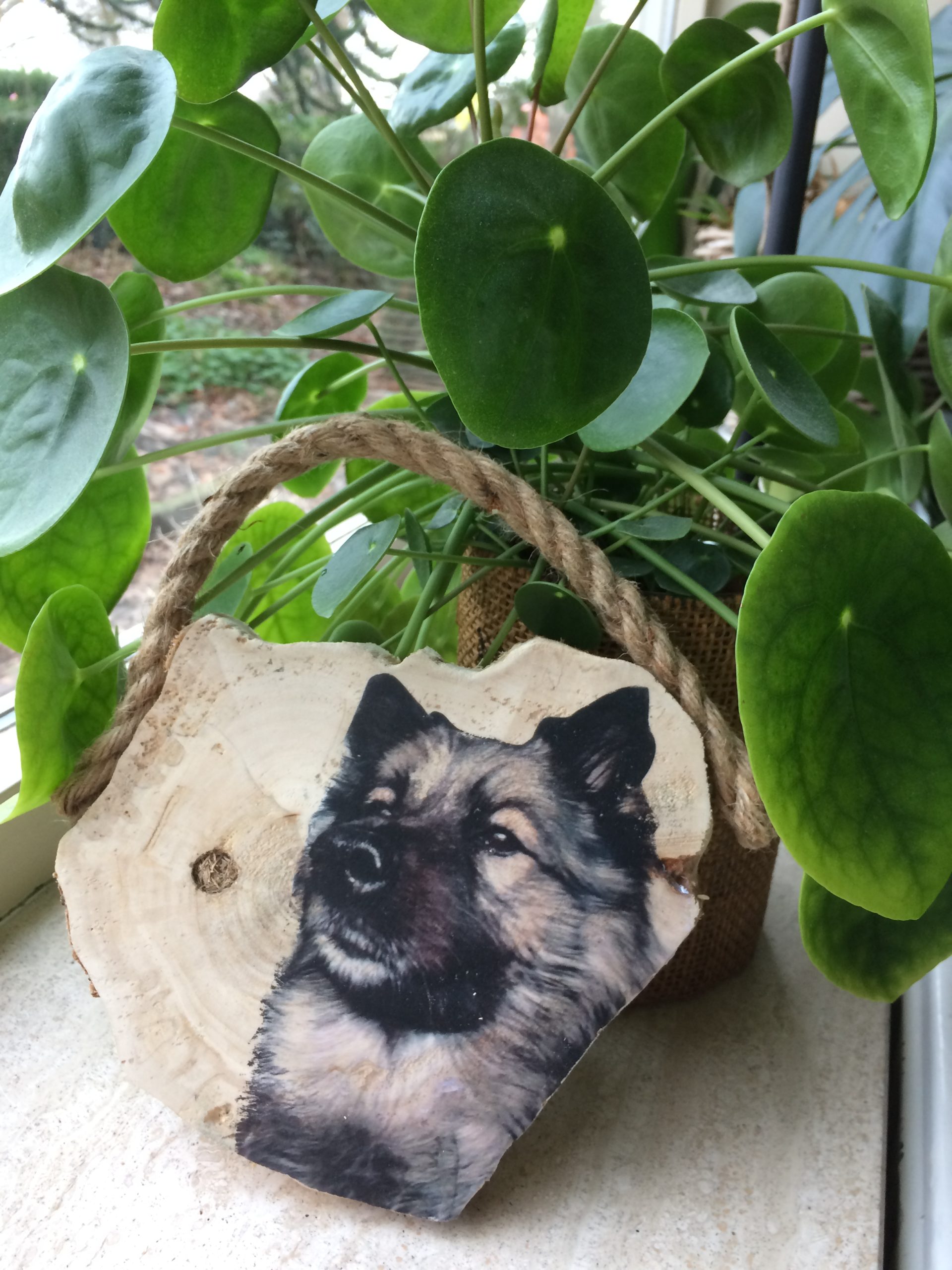 foto op boomstam, foto op hout
